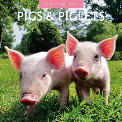 Pigs & Piglets 2025 Square Wall Calendar, Red Robin - Paperback - 9781804424049