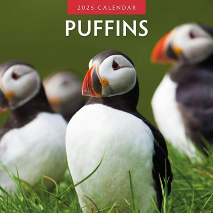 Puffins 2025 Square Wall Calendar, Red Robin - Paperback - 9781804424056