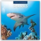 Sharks 2025 Square Wall Calendar - Red Robin - 9781804424087