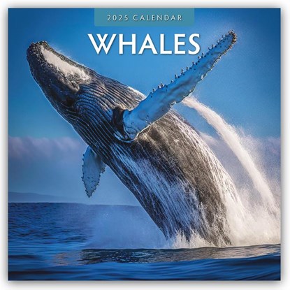 Whales 2025 Square Wall Calendar, Red Robin - Paperback - 9781804424131