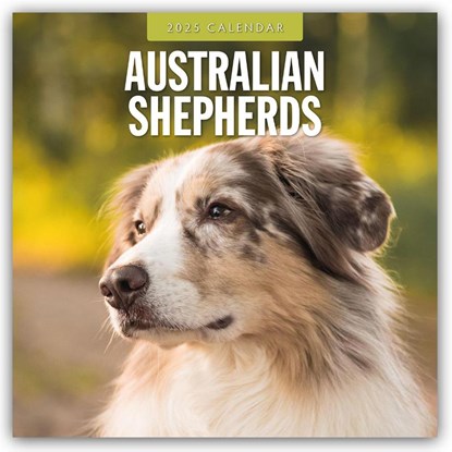 Australian Shepherds 2025 Square Wall Calendar, Red Robin - Paperback - 9781804424223