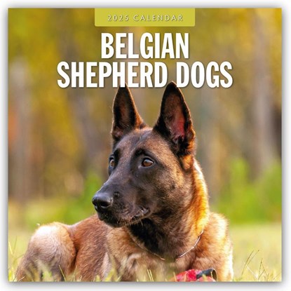 Belgian Shepherd Dogs 2025 Square Wall Calendar, Red Robin - Paperback - 9781804424278