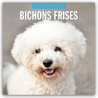 Bichons Frises 2025 Square Wall Calendar, Red Robin - Paperback - 9781804424292