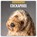 Cockapoos 2025 Square Wall Calendar, Red Robin - Paperback - 9781804424490