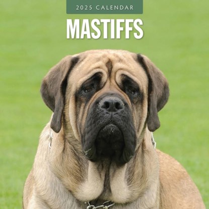 Mastiffs 2025 Square Wall Calendar, Red Robin - Paperback - 9781804424865