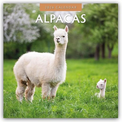 Alpacas 2026 Square Wall Calendar, Red Robin - Paperback - 9781804427019