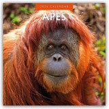 Apes 2026 Square Wall Calendar - Red Robin - 9781804427033