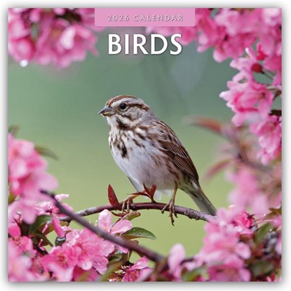 Birds 2026 Square Wall Calendar, Red Robin - Paperback - 9781804427057