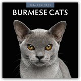 Burmese Cats 2026 Square Wall Calendar - Red Robin - 9781804427118