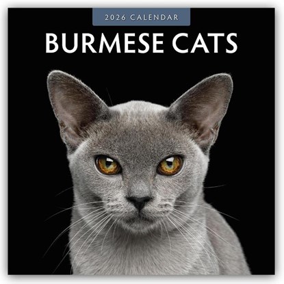 Burmese Cats 2026 Square Wall Calendar, Red Robin - Paperback - 9781804427118
