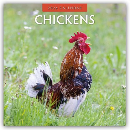 Chickens 2026 Square Wall Calendar, Red Robin - Paperback - 9781804427156
