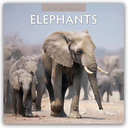 Elephants 2026 Square Wall Calendar, Red Robin - Paperback - 9781804427255