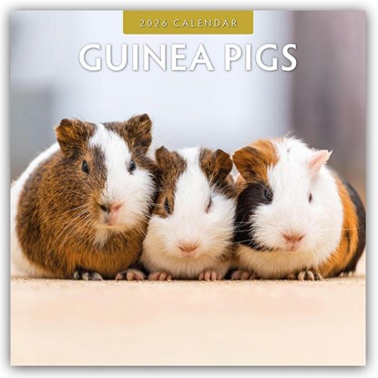 Guinea Pigs  2026 Square Wall Calendar, Red Robin - Paperback - 9781804427323