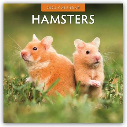 Hamsters  2026 Square Wall Calendar, Red Robin - Paperback - 9781804427330