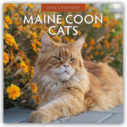 Maine Coon Cats 2026 Square Wall Calendar, Red Robin - Paperback - 9781804427385