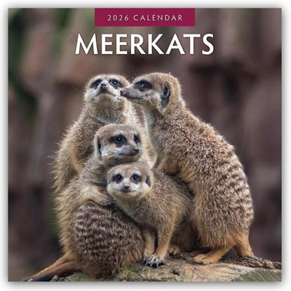 Meerkats 2026 Square Wall Calendar, Red Robin - Paperback - 9781804427392