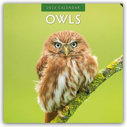 Owls  2026 Square Wall Calendar, Red Robin - Paperback - 9781804427422