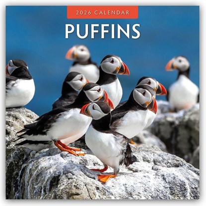 Puffins 2026 Square Wall Calendar, Red Robin - Paperback - 9781804427477