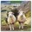 Sheep 2026 Square Wall Calendar, Red Robin - Paperback - 9781804427521