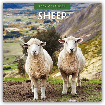 Sheep 2026 Square Wall Calendar, Red Robin - Paperback - 9781804427521