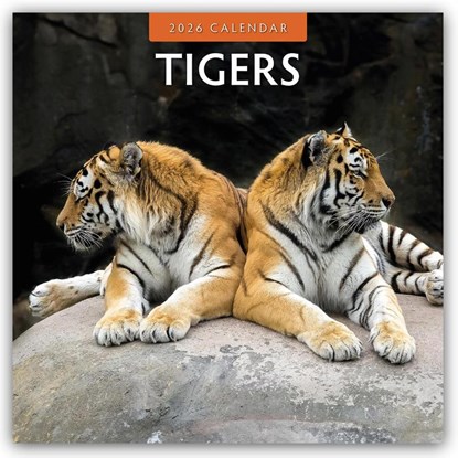 Tigers 2026 Square Wall Calendar, Red Robin - Paperback - 9781804427552