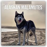 Alaskan Malamutes 2026 Square Wall Calendar - Red Robin - 9781804427644