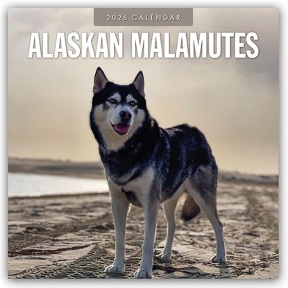 Alaskan Malamutes 2026 Square Wall Calendar, Red Robin - Paperback - 9781804427644