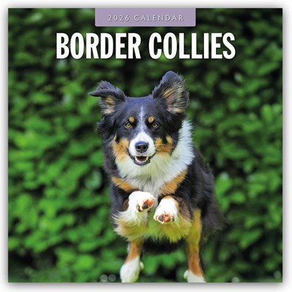 Border Collies 2026 Square Wall Calendar, Red Robin - Paperback - 9781804427798