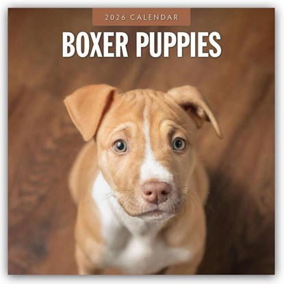Boxer Puppies 2026 Square Wall Calendar, Red Robin - Paperback - 9781804427842