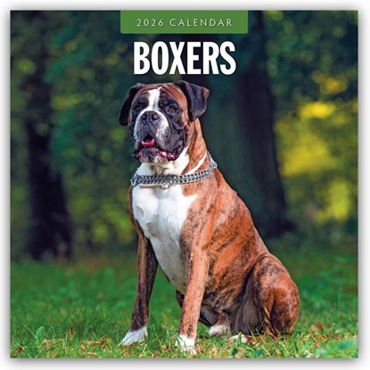 Boxers 2026 Square Wall Calendar, Red Robin - Paperback - 9781804427859