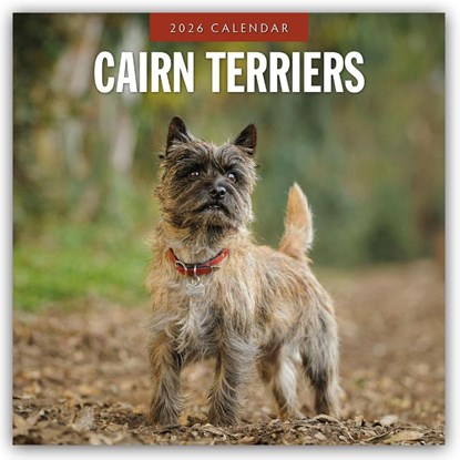 Cairn Terriers 2026 Square Wall Calendar, Red Robin - Paperback - 9781804427897