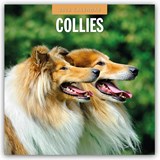 Collies 2026 Square Wall Calendar - Red Robin - 9781804427972