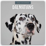 Dalmatians 2026 Square Wall Calendar - Red Robin - 9781804428016
