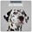 Dalmatians 2026 Square Wall Calendar, Red Robin - Paperback - 9781804428016