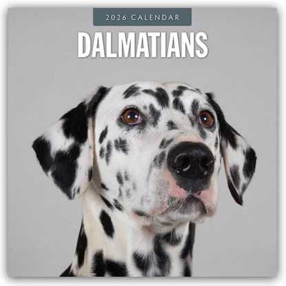 Dalmatians 2026 Square Wall Calendar, Red Robin - Paperback - 9781804428016