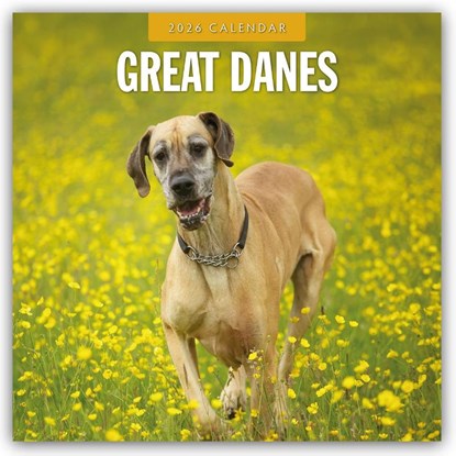 Great Danes 2026 Square Wall Calendar, Red Robin - Paperback - 9781804428160