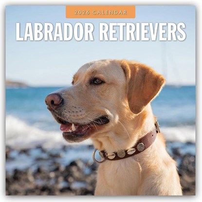Labrador Retrievers 2026 Square Wall Calendar, Red Robin - Paperback - 9781804428252