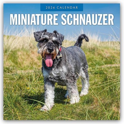 Miniature Schnauzer 2026 Square Wall Calendar, Red Robin - Paperback - 9781804428320