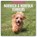 Norwich & Norfolk Terriers 2026 Square Wall Calendar, Red Robin - Paperback - 9781804428344
