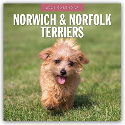 Norwich & Norfolk Terriers 2026 Square Wall Calendar, Red Robin - Paperback - 9781804428344
