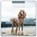 Poodles 2026 Square Wall Calendar, Red Robin - Paperback - 9781804428429