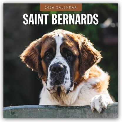 Saint Bernards 2026 Square Wall Calendar, Red Robin - Paperback - 9781804428474