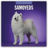 Samoyeds 2026 Square Wall Calendar - Red Robin - 9781804428481