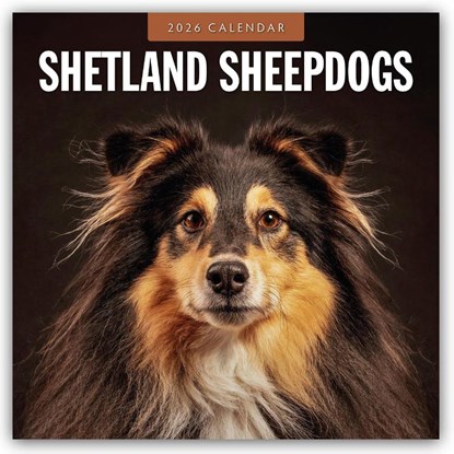 Shetland Sheepdogs 2026 Square Wall Calendar, Red Robin - Paperback - 9781804428535