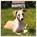 Whippets 2026 Square Wall Calendar, Red Robin - Paperback - 9781804428672