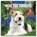 Wire Fox Terriers 2026 Square Wall Calendar, Red Robin - Paperback - 9781804428696