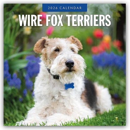 Wire Fox Terriers 2026 Square Wall Calendar, Red Robin - Paperback - 9781804428696