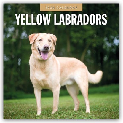 Yellow Labrador 2026 Square Wall Calendar, Red Robin - Paperback - 9781804428719