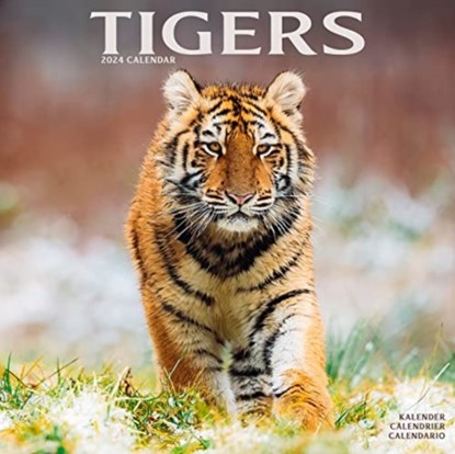 Tigers Calendar 2024  Square Wildlife Safari Big Cats Wall Calendar - 16 Month, Avonside Publishing Ltd - Paperback - 9781804601594