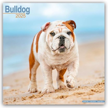 Bulldog Square Wall Calendar 2025, Avonside Publishing Ltd - Paperback - 9781804603246